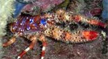 Méditerranée grotte à corail rouge galathée multicolore épineuse