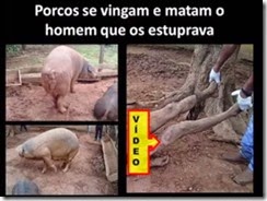 porcos_estuprados