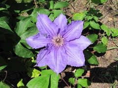 flower ma n dads clematis