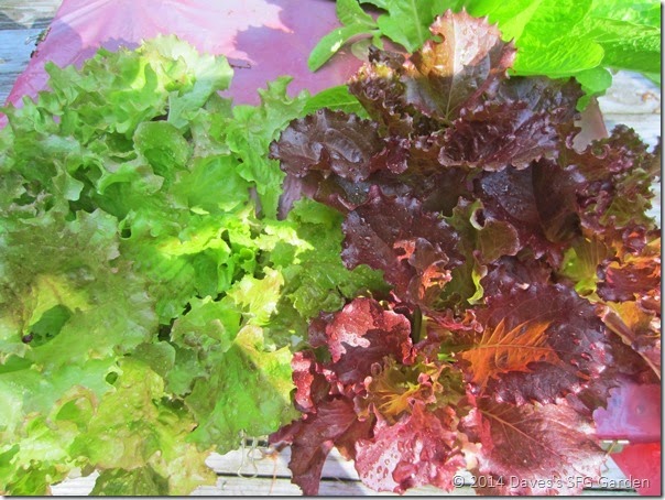 lettuce_garden