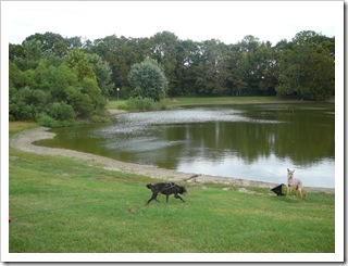 Blackie checking out the pond at Sugar Creek