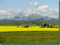 1234 Alberta Hwy 6 South - mountains & canola field