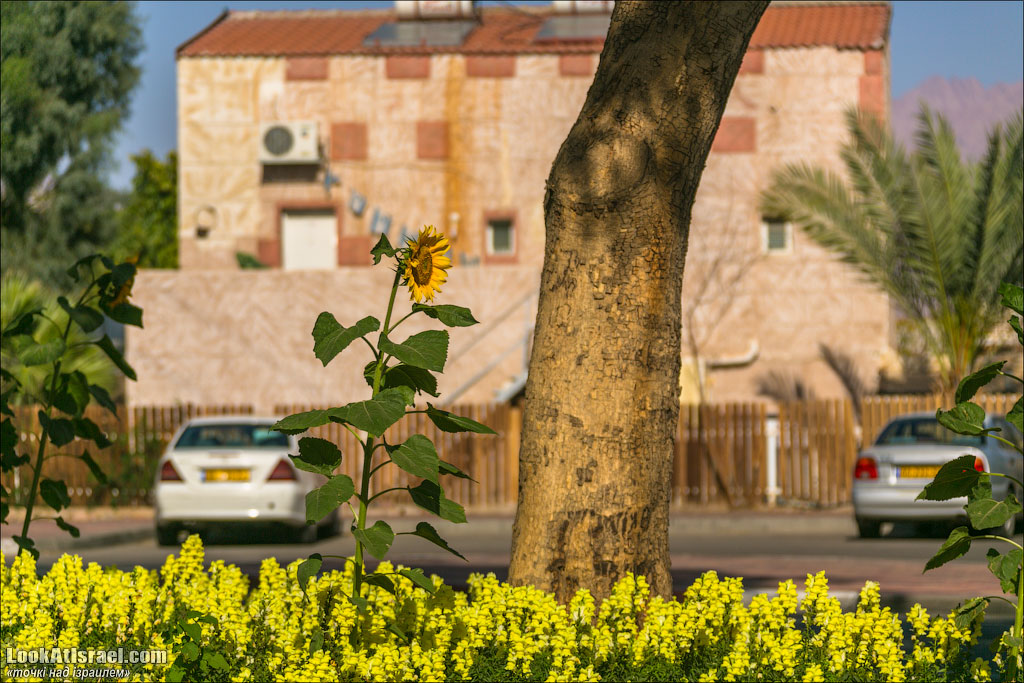 Проект блога LookAtIsrael.com о городах Израиля. Эйлат