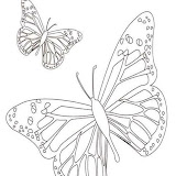 dibujo-mariposa-2.jpg