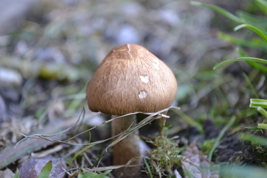 Toadstool or todstuhl meaning death chair or death stool in German - close-up 