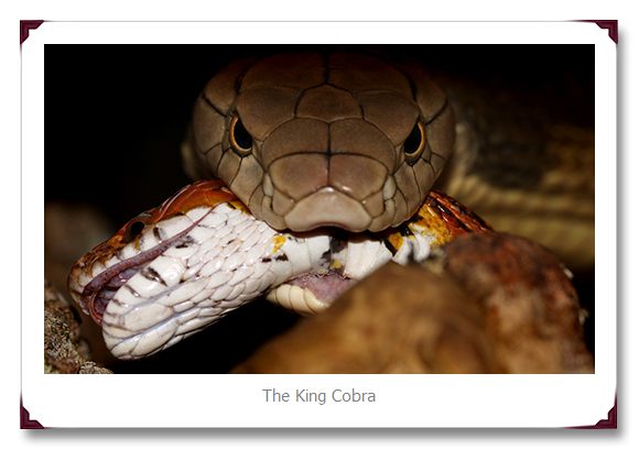 King Cobra eat Snake