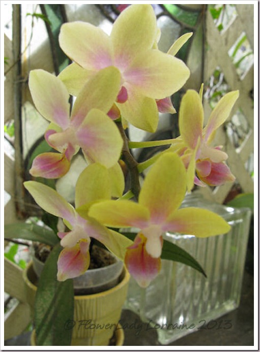 03-14-unkn-bday-orchid