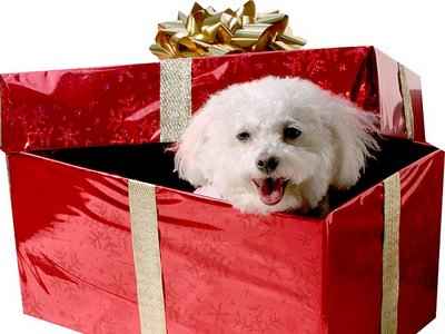 regalo de navidad con un perro adentro