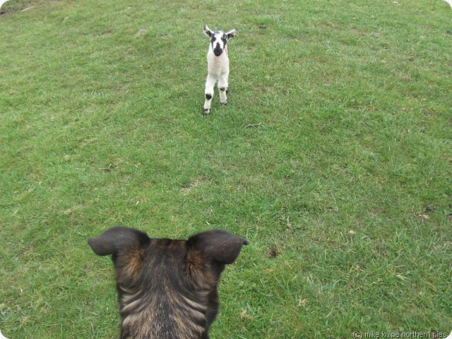 bruno and a lamb