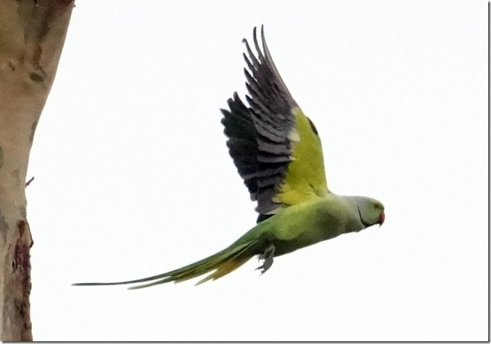 paris 2012 parc montsourris parrot 122412 00000