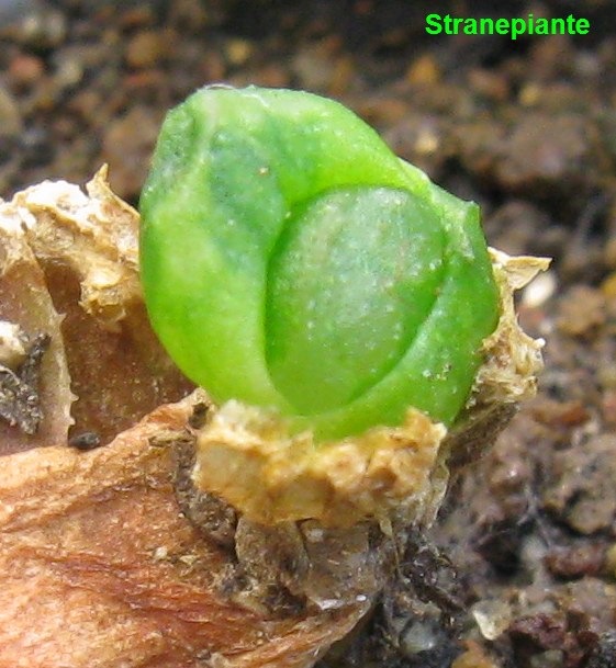 [Haworthia%2520truncata%2520talea%2520di%2520foglia%255B3%255D.jpg]