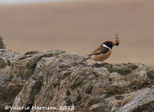 [48-stonechat-and-emperor%255B2%255D.jpg]