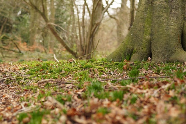 Thursford Wood Norfolk in spring