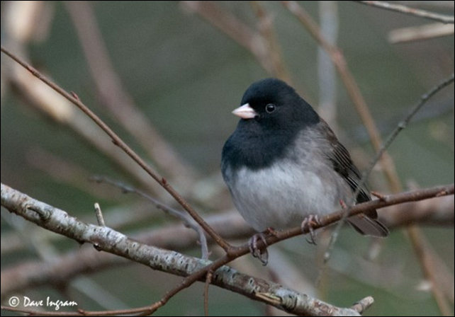 Dark-eyed Junco (Junco hyemalis). The Dark-eyed Junco is susceptible to death by windows strikes, according to a 2014 study in 'The Condor: Ornithological Applications'. Photo: Dave Ingram