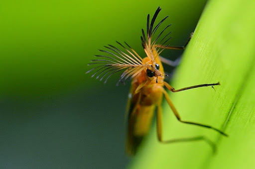 download glow worm beetle download glow worm beetle