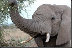October 19 2012 fab elephant close up