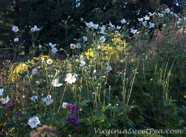 [Fall%2520Anemones2%255B3%255D.jpg]