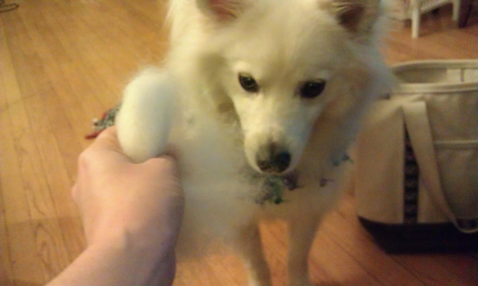 ChemKnits Spinning Misc Dog Fur