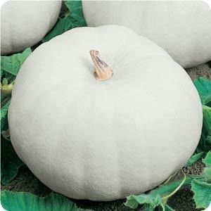 [Casper%2520Pumpkin%255B2%255D.jpg]