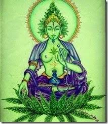 santa maria Shiva Cannabis