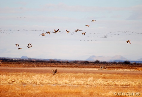 4. ducks n cranes-kab