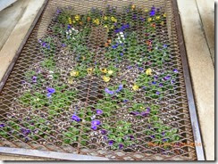 Entrance to Fort Nelson Museum building.  Pansies under a grate/