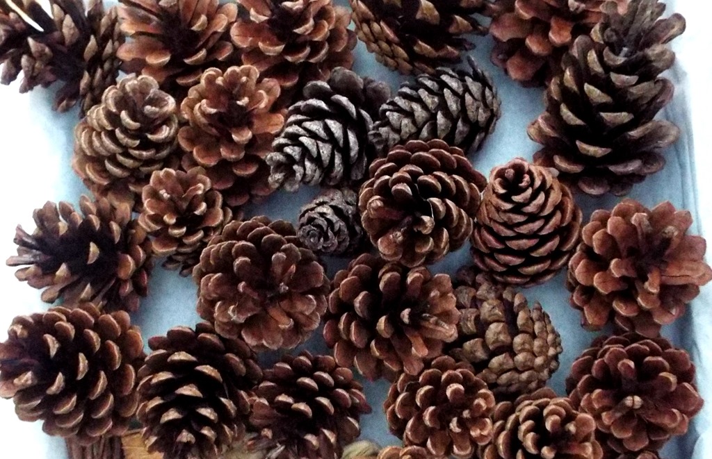 [pinecones%2520dried%2520in%2520the%2520oven%255B5%255D.jpg]