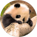 Image Google de Martine Cornet