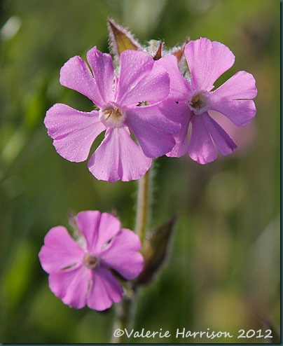 red-campion