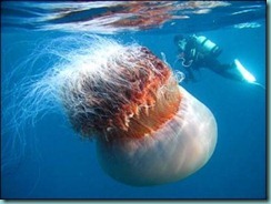 biggest-box-jelly-fish
