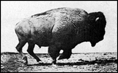 Le massacre des bisons en Amérique-1.gif
