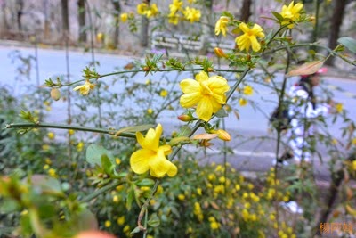 0221 109  - 武陵農場櫻花