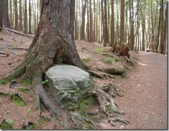 cooksburg_long_fellow_trail_tree_eating_rock