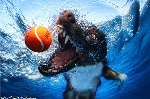 Underwater Dogs5.png