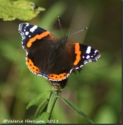 27-red-admiral