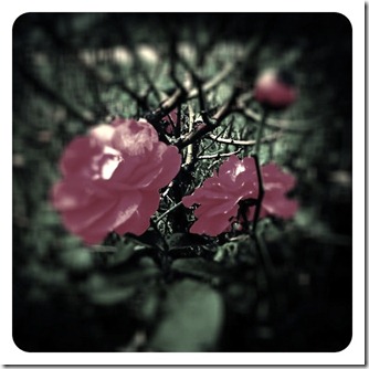 7. Dans mon jardin 7. Dans mon jardin