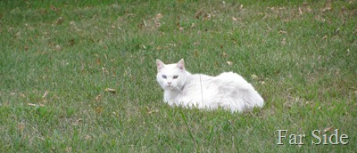 The white cat waits