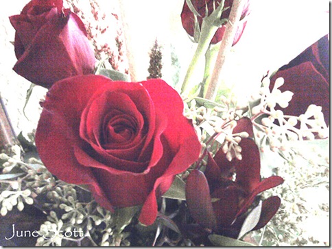 Roses2