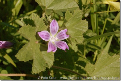 4915 Las lagunetas-Los Arbejales(Malva bastarda) 4915 Las lagunetas-Los Arbejales(Malva bastarda)