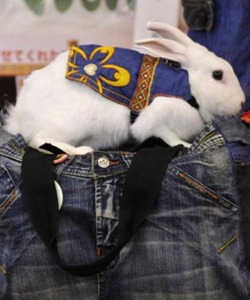 rabbit-fashion-show