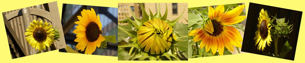 [Sunny-Sunflowers-Banner-opt%255B5%255D.jpg]