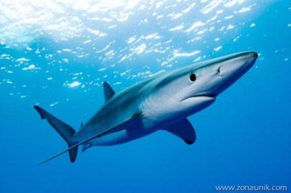 Great-blue-shark