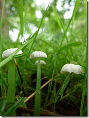 bhd tiny fungi