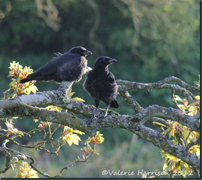 8-juv-crows