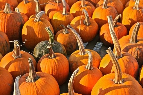 Pumpkin Farm Stand