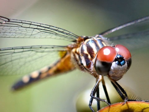 [dragonfly%255B2%255D.jpg]