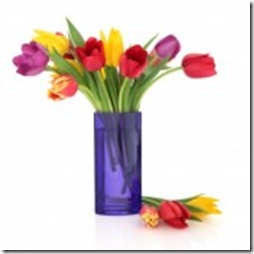 9601871-tulip-flowers-in-rainbow-colours-in-a-blue-glass-vase-and-loose-isolated-over-white-background