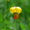Albanian lily