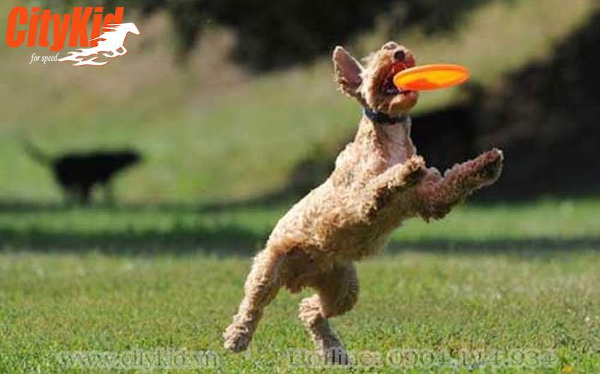 Đĩa bay cho chó Đĩa bay huấn luyện cho chó