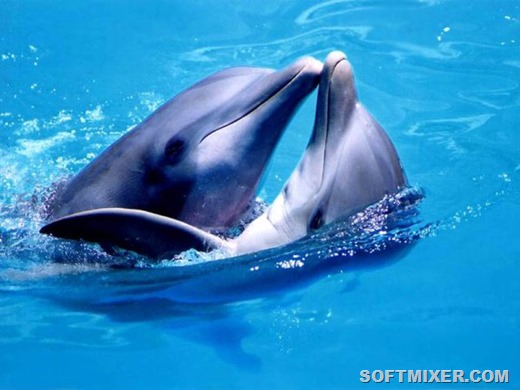 [dolphins_see_fetus_2%255B4%255D.jpg]